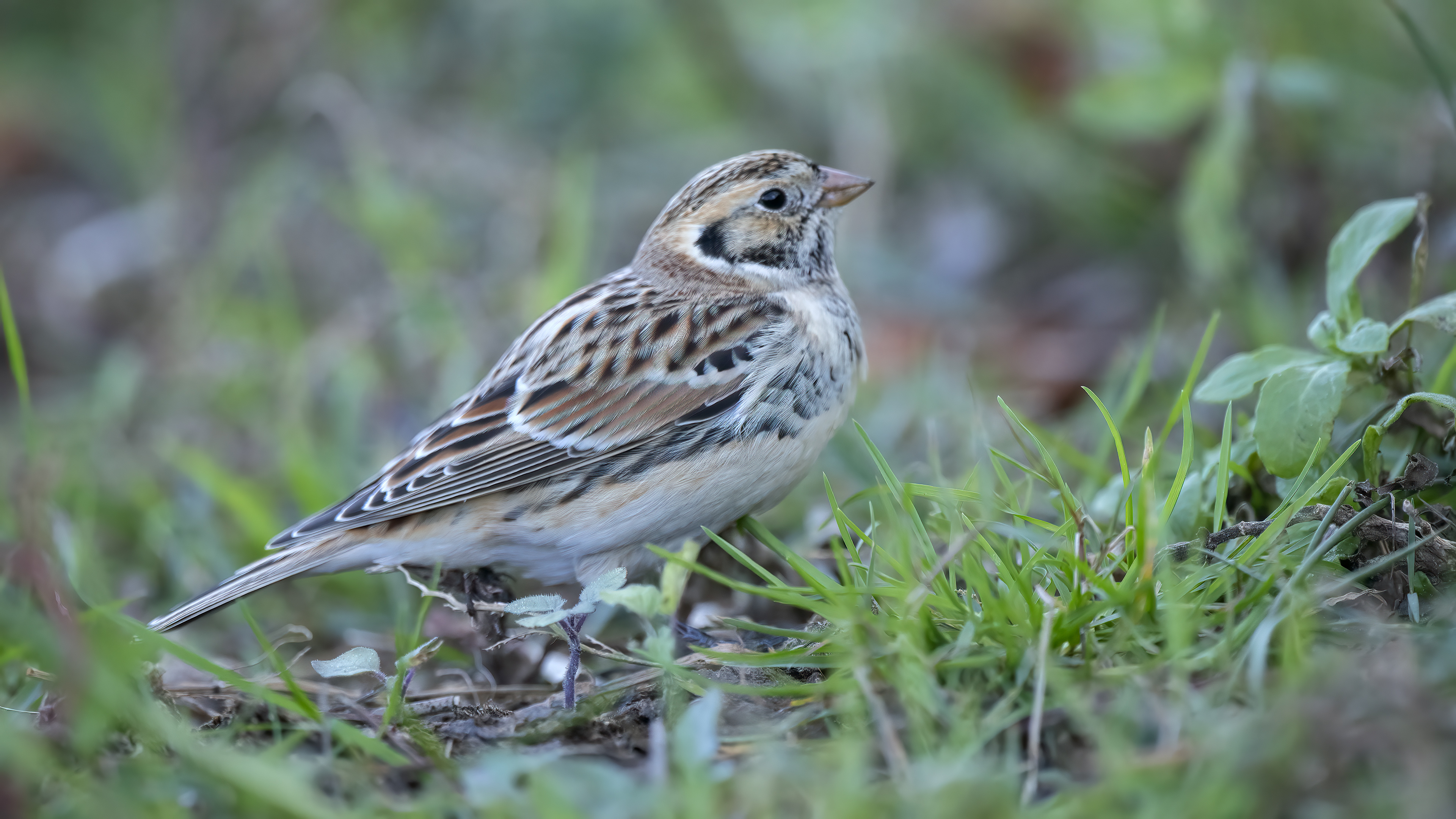 Lapland Longspur — Ana fotoğraf